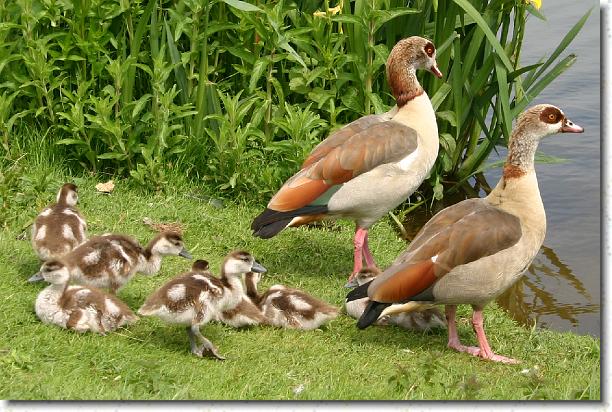 Cliquer pour l\'image originale