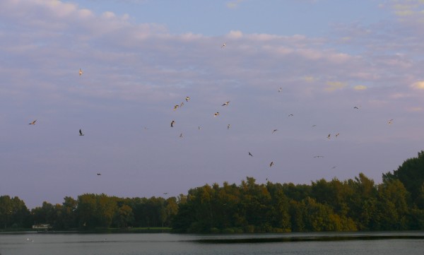 Click for the original image